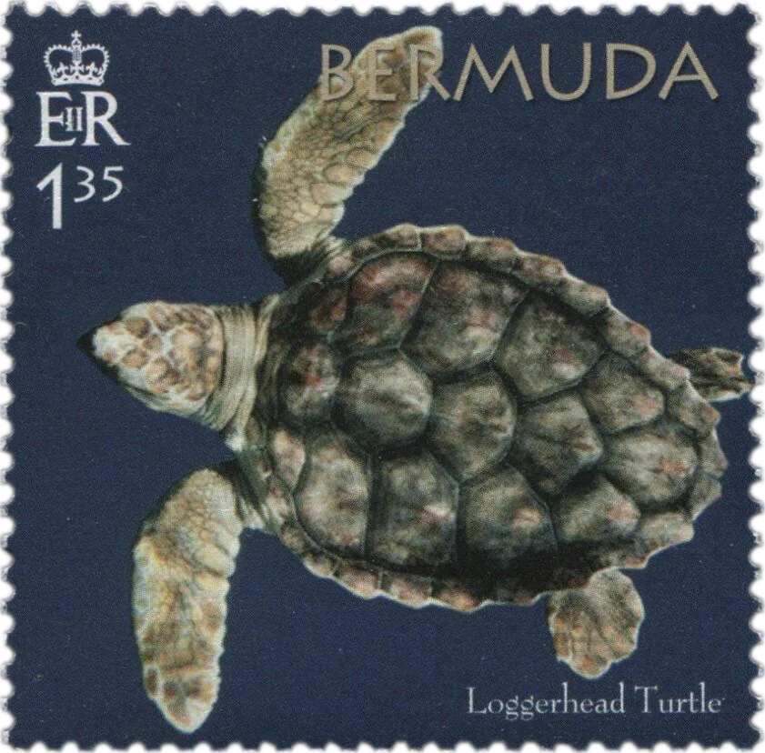 A Bermuda postage stamp of a loggerhead turtle