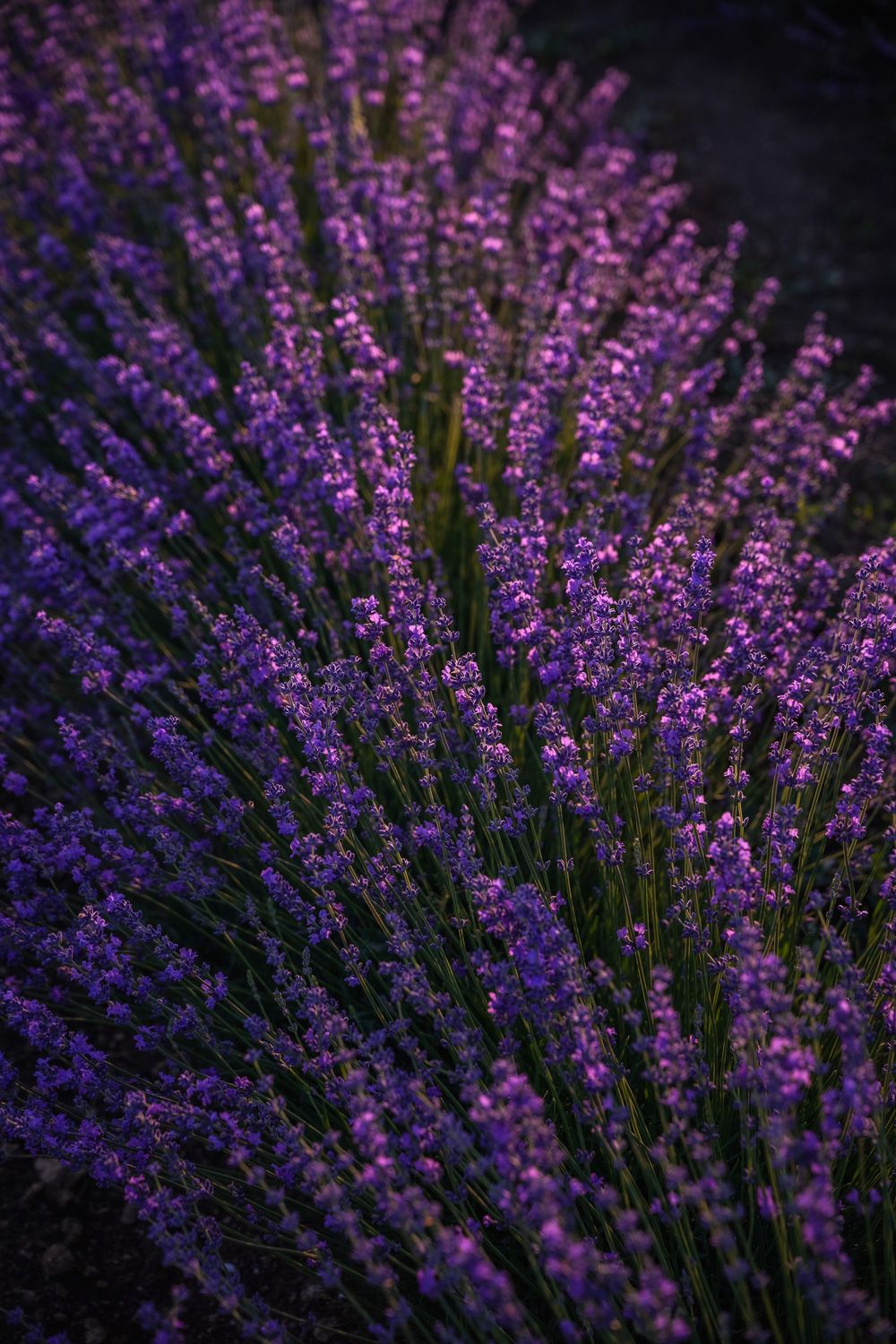 Lavander