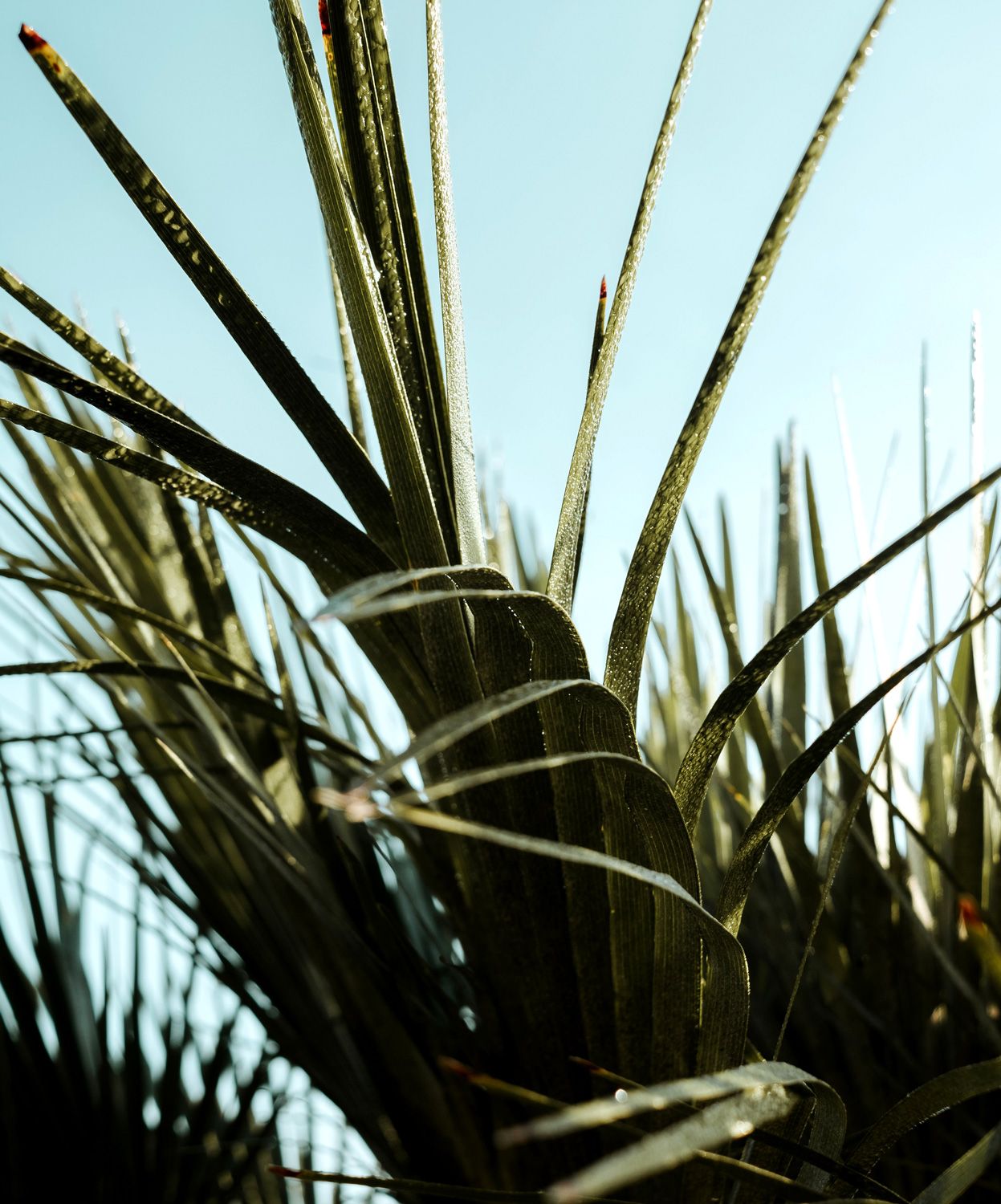 Palm tree close up