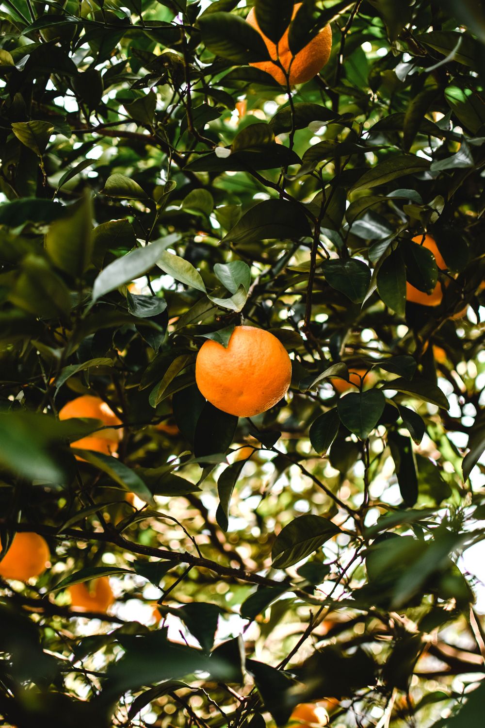 Orange tree