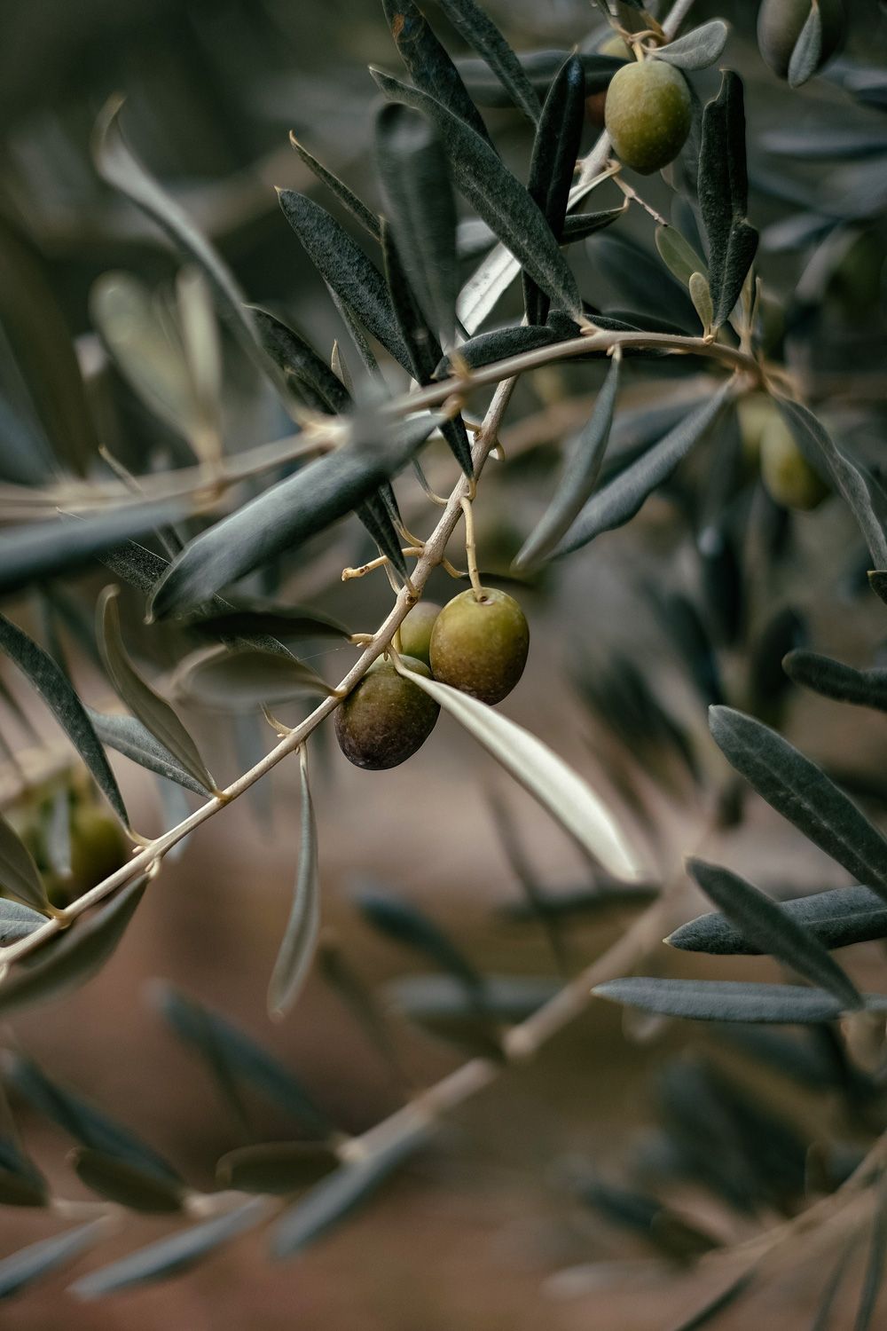 Olives hanging from olive tree
