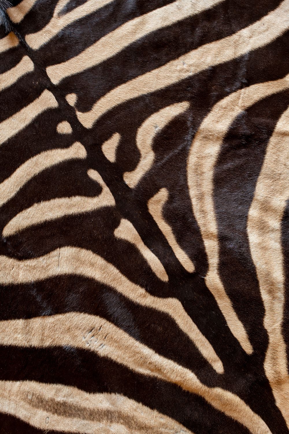 Animal Print from a Rug