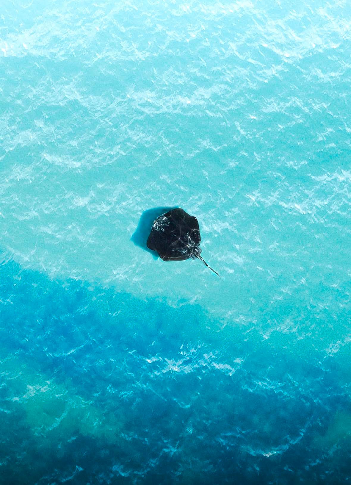 Stingray on water