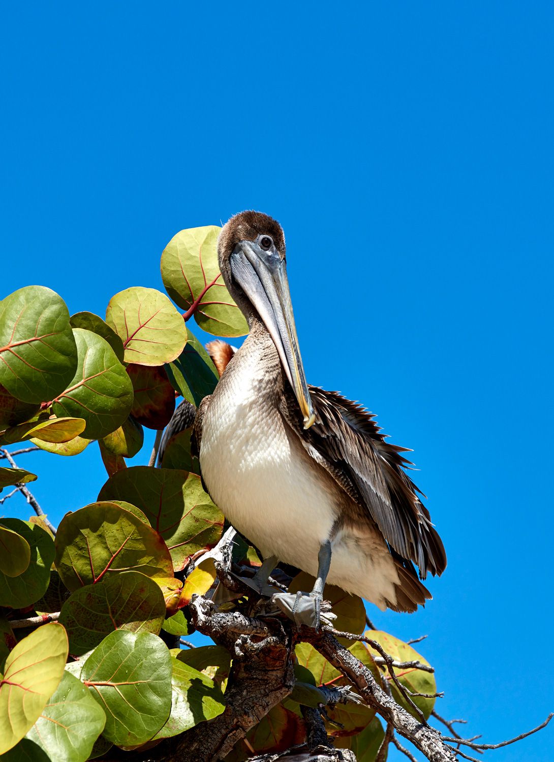 An exotic bird sitting on a tree