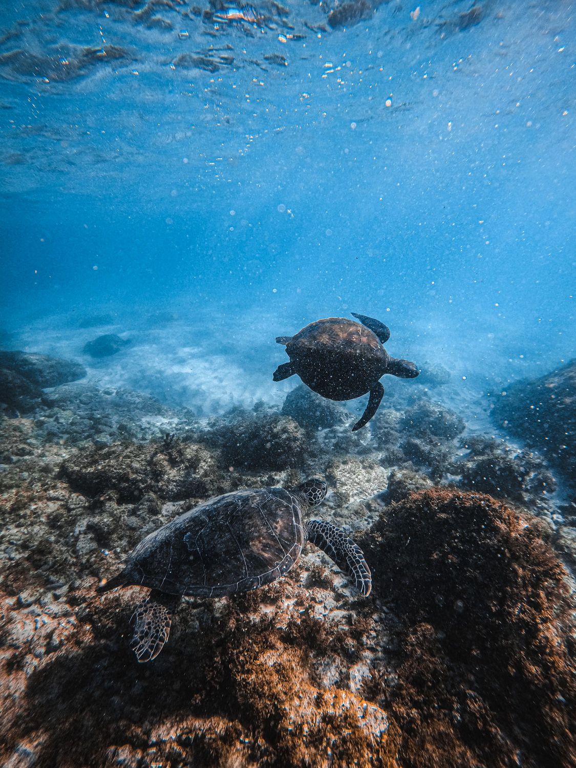 Turtles swimming
