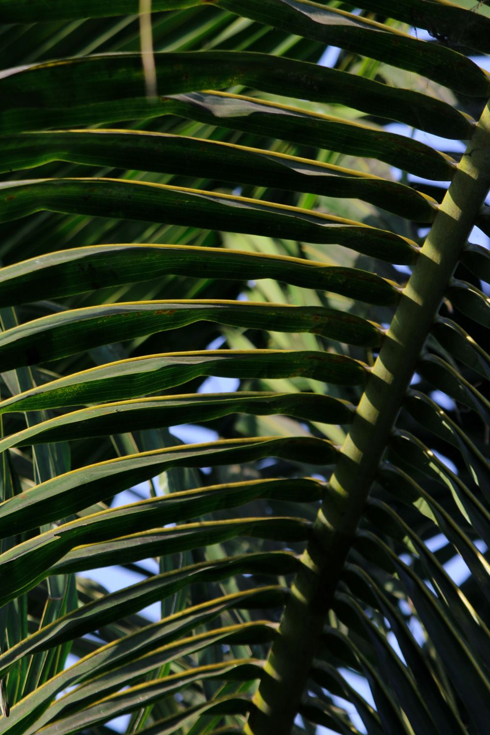 Palm trees up close
