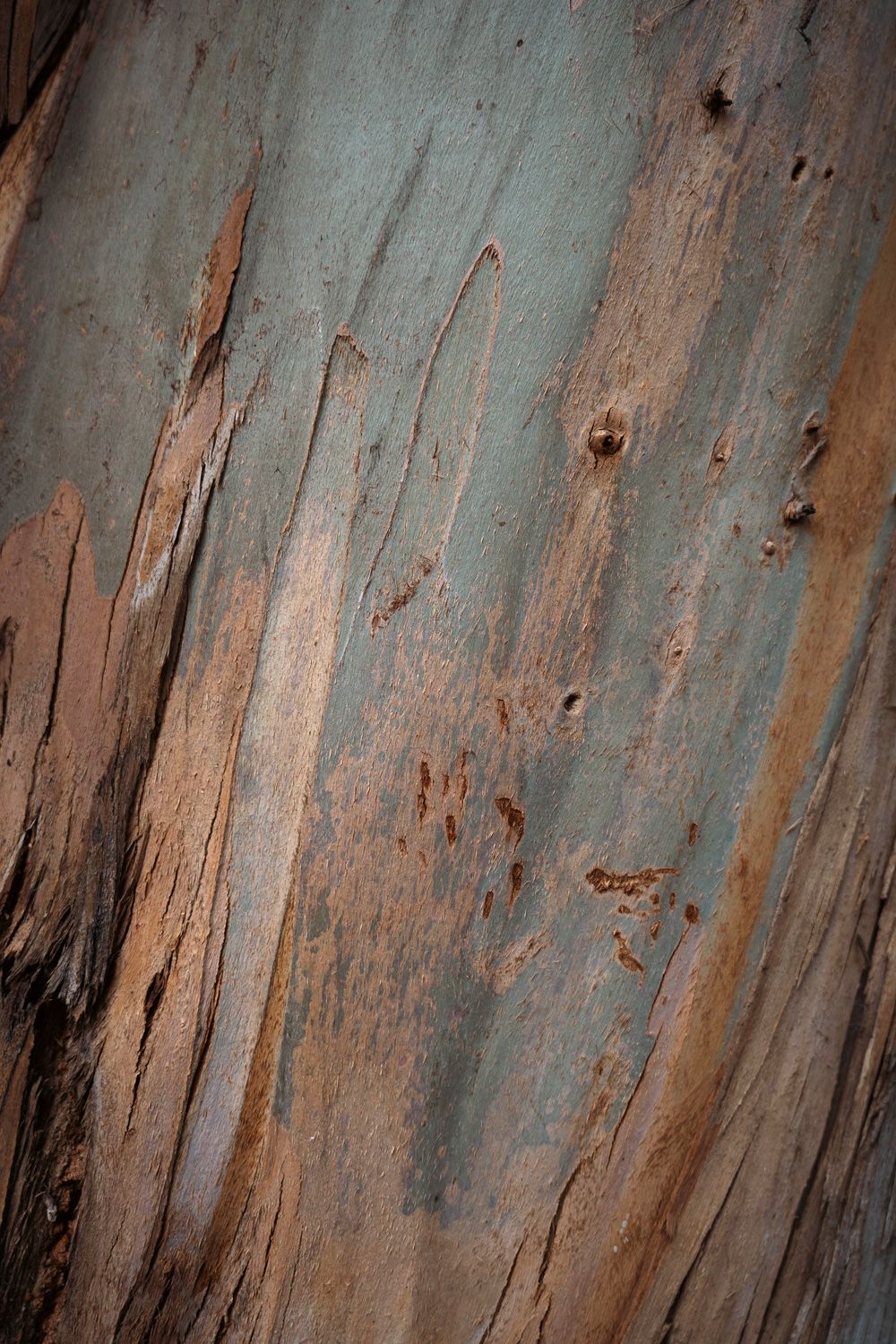 Eucalyptus branch