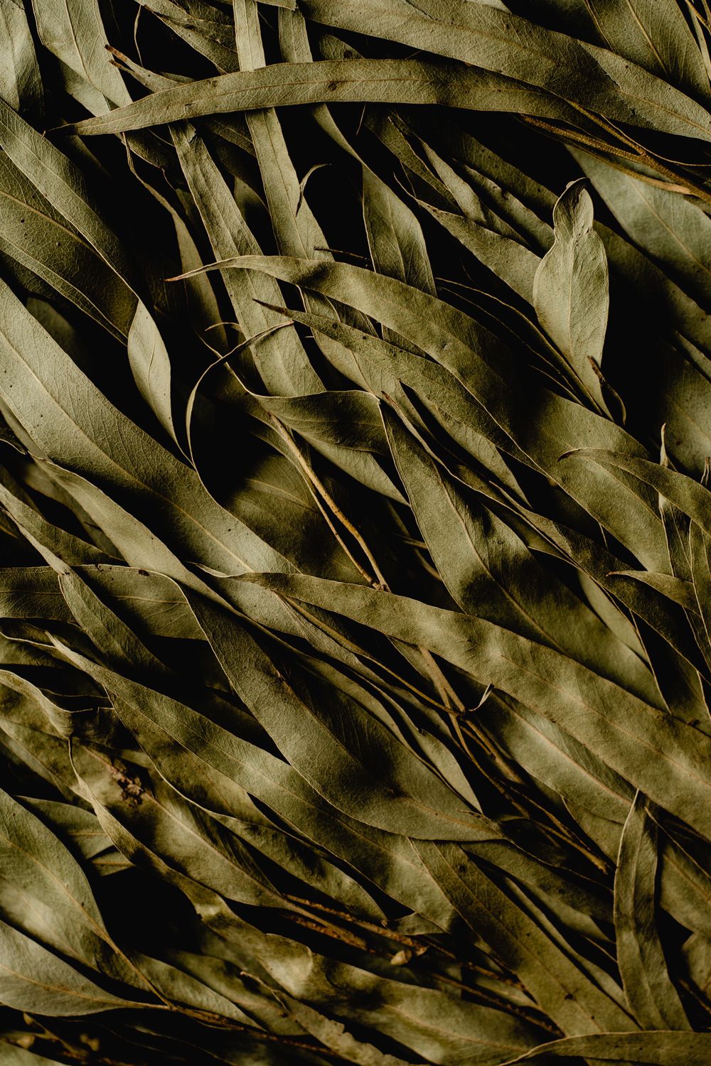 Eucalyptus leafs
