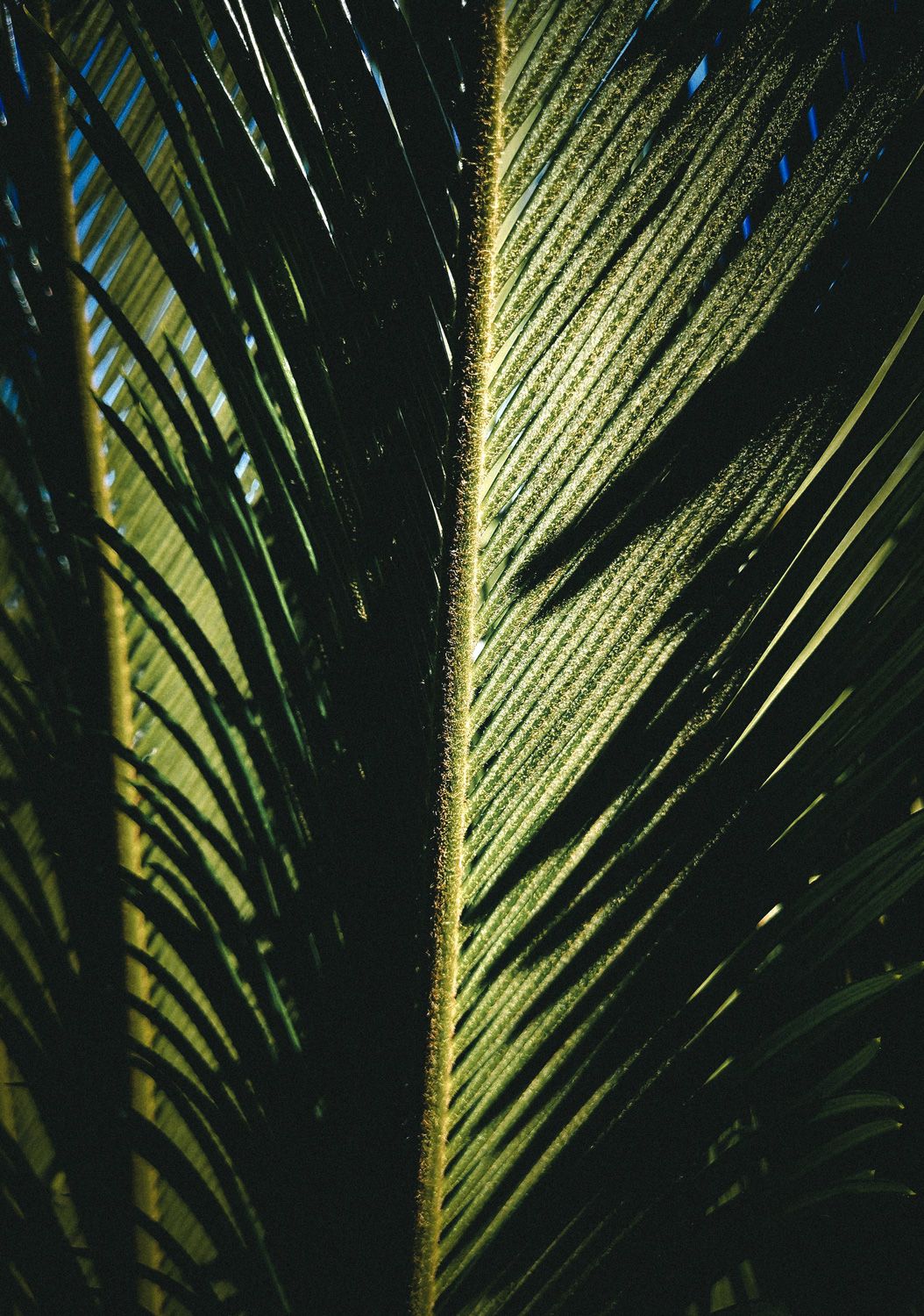 Light through a palm tree