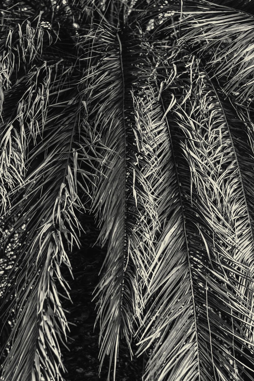 Light through palm trees