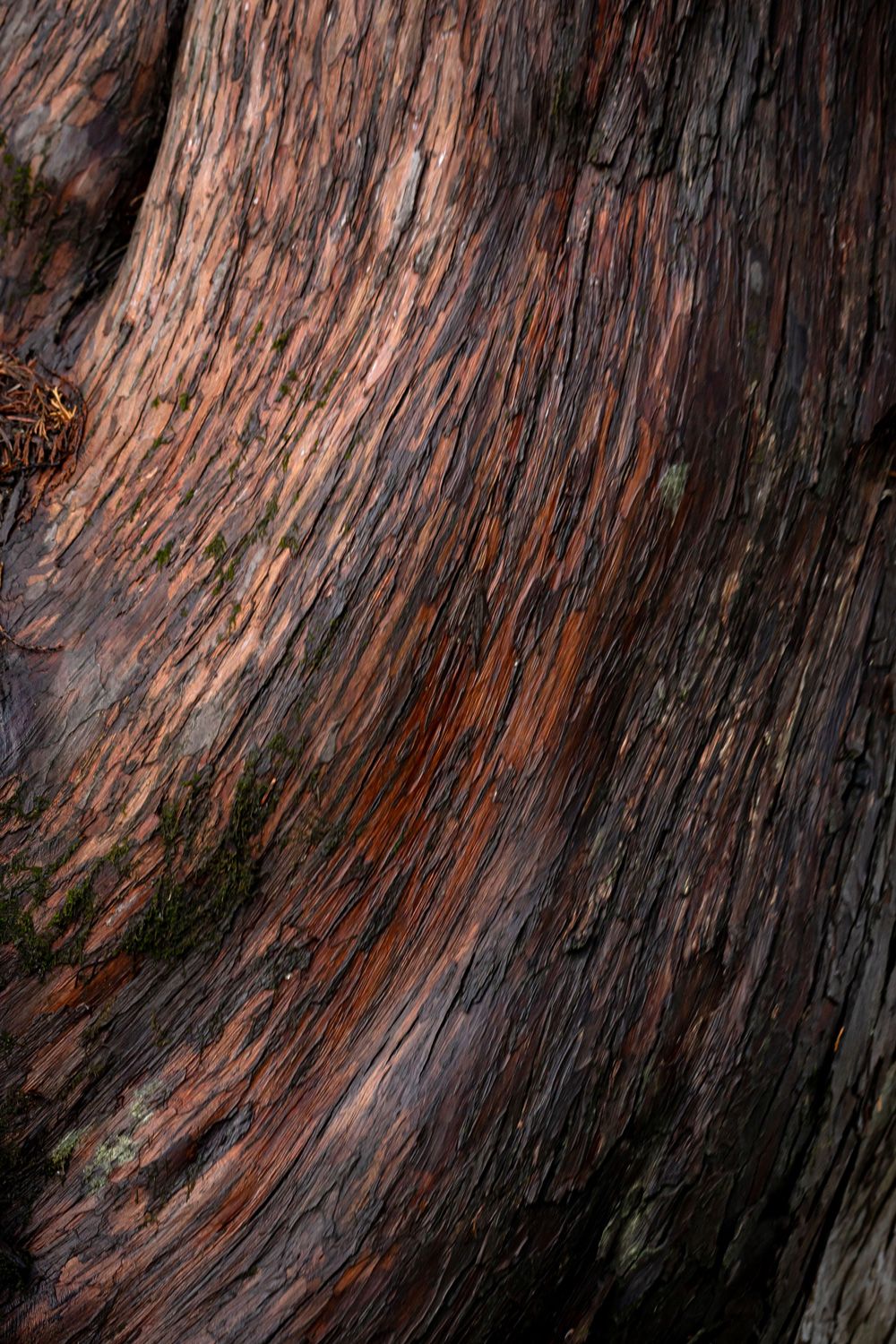 Cedar Detail