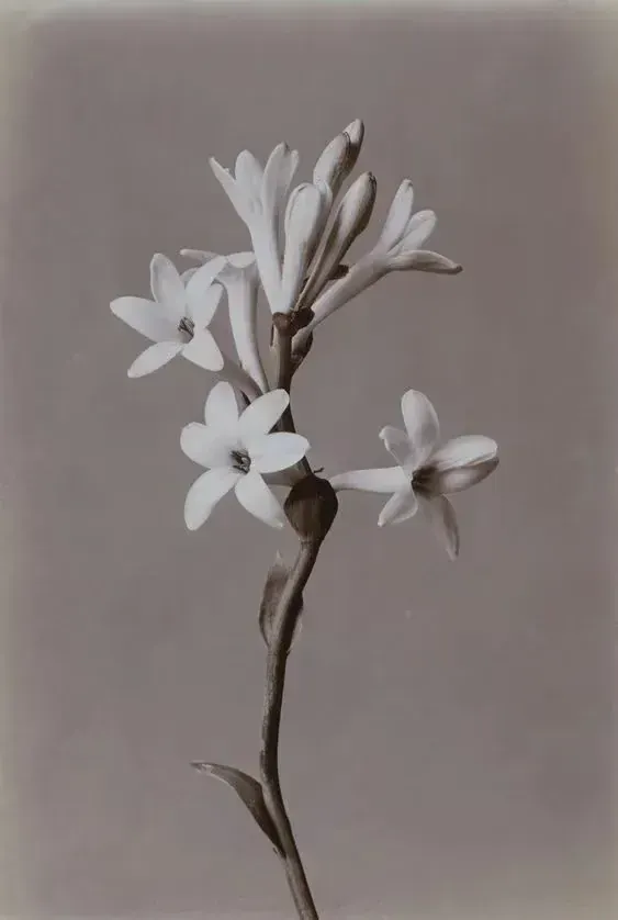 Sepia botanical photograph of a flowering stem