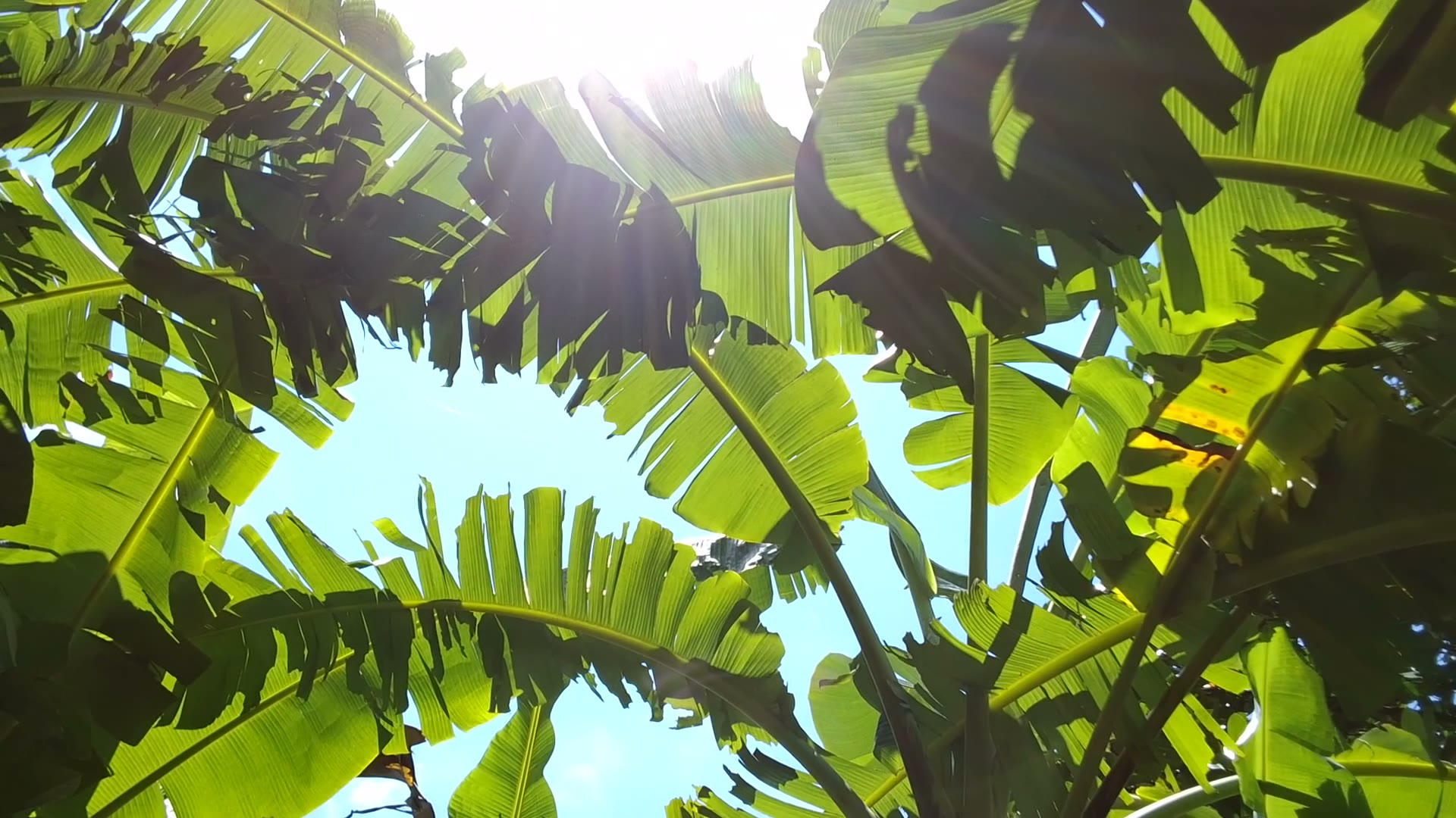 leaves