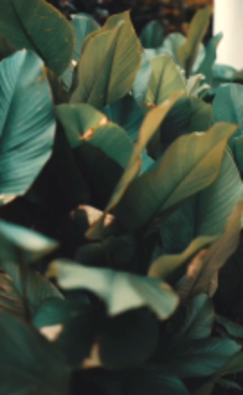 Foliage