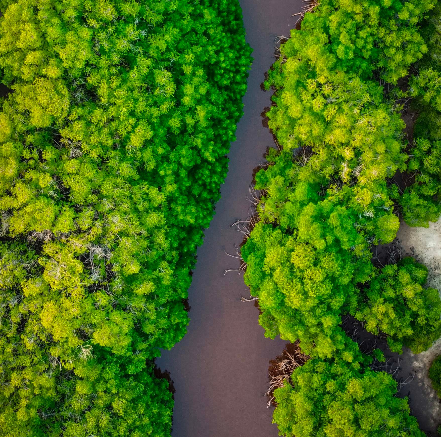 River crossing greenery