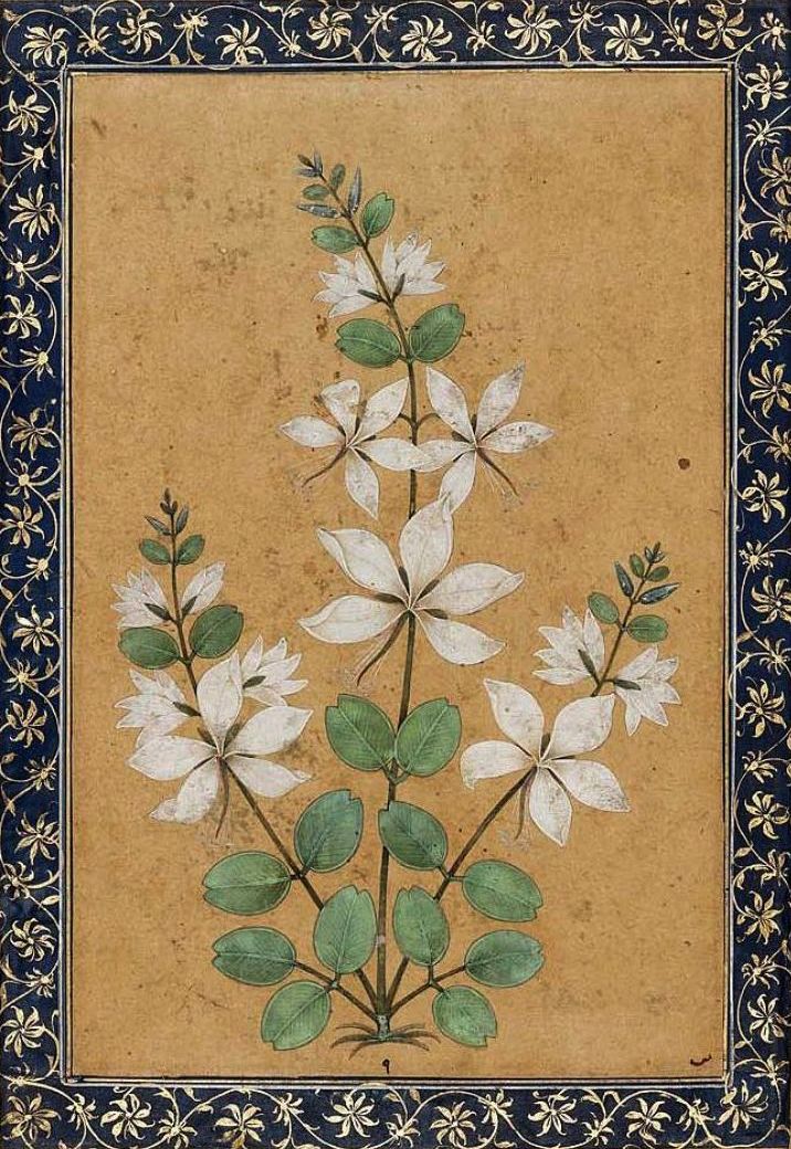 Jasmine Illustration