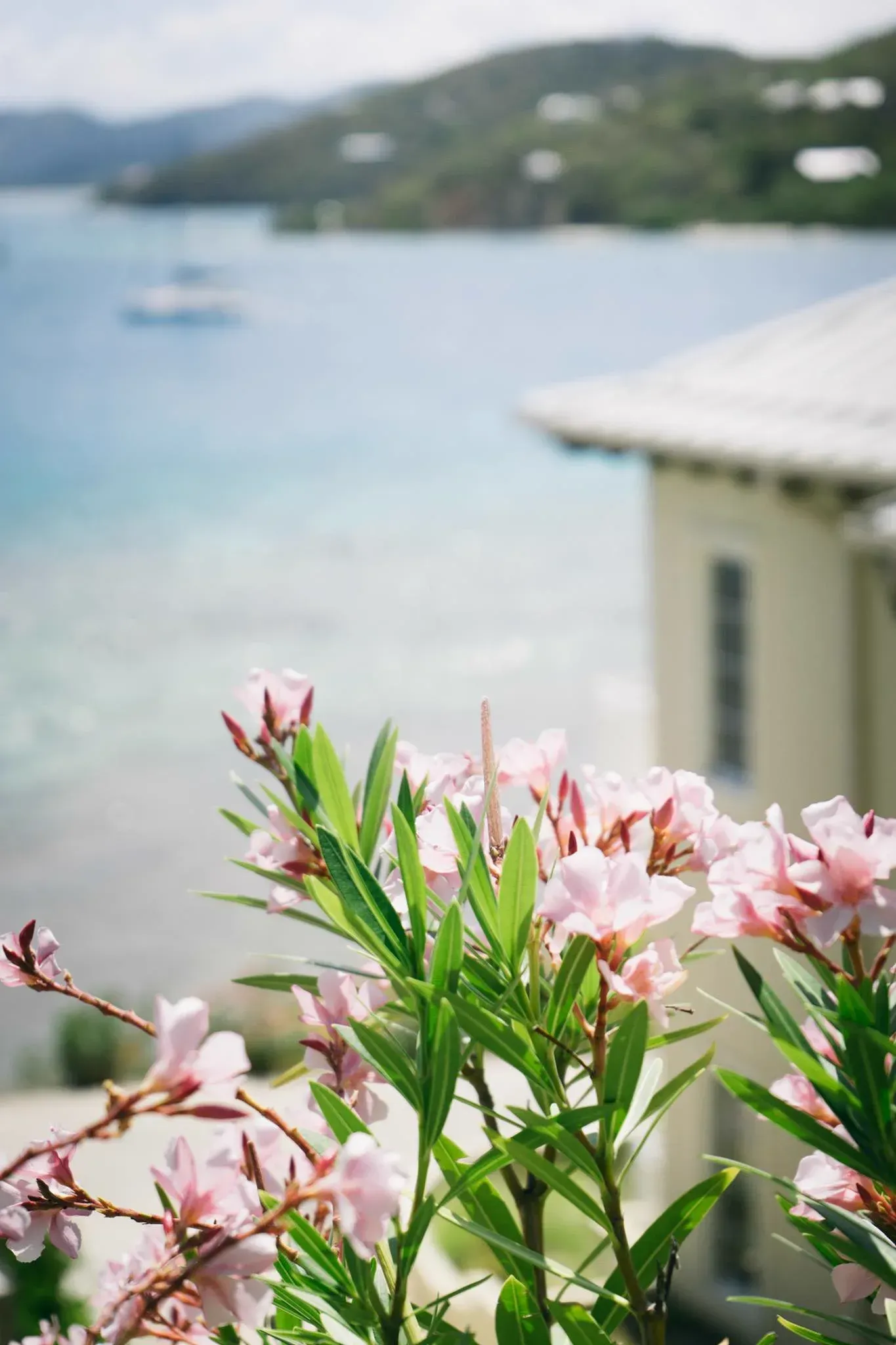 Pink oleander in front of a grey roof, the marina and the hills of Tortola soft behind