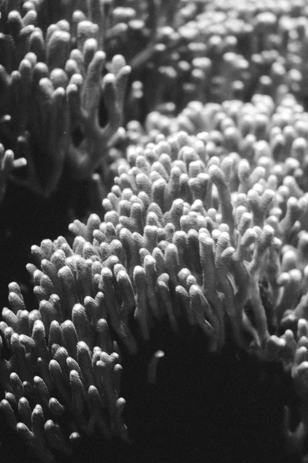 Southmed coral